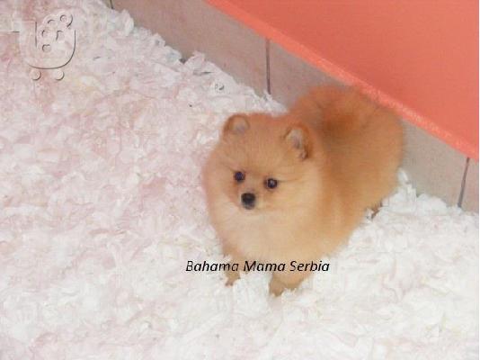 Pomeranian καθαροαιμα Αθηνα-Θεσσαλονικη-Νησια dogsmania.gr 6979314054...